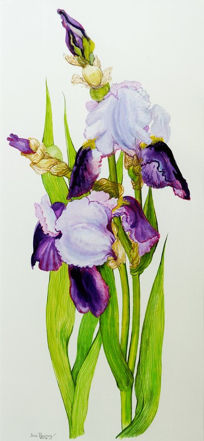 Mauve en paarse irissen met twee knoppen door Joan Thewsey